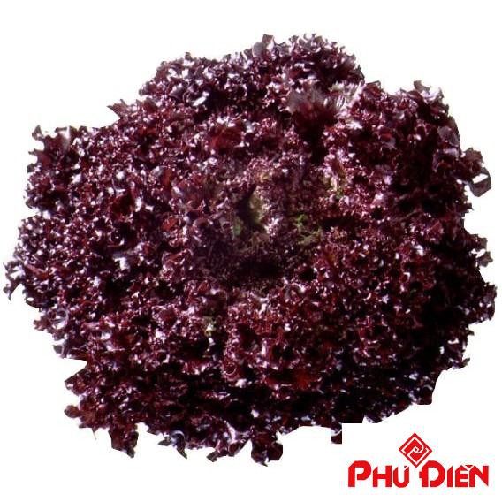 Hat giống rau xà lách xoăn tím 5GR PHÚ ĐIỀN