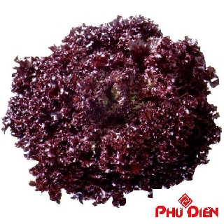 Hat giống rau xà lách xoăn tím 5GR  PHÚ ĐIỀN