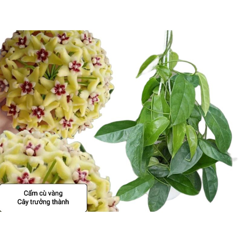 Lan cẩm cù vàng- cây lớn