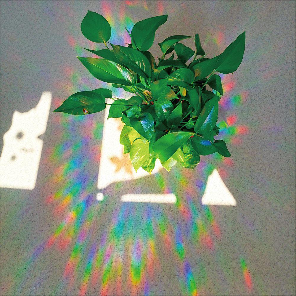 YNATURAL Miếng Dán Cửa Sổ Chống Va Chạm Họa Tiết Lá Và Bướm