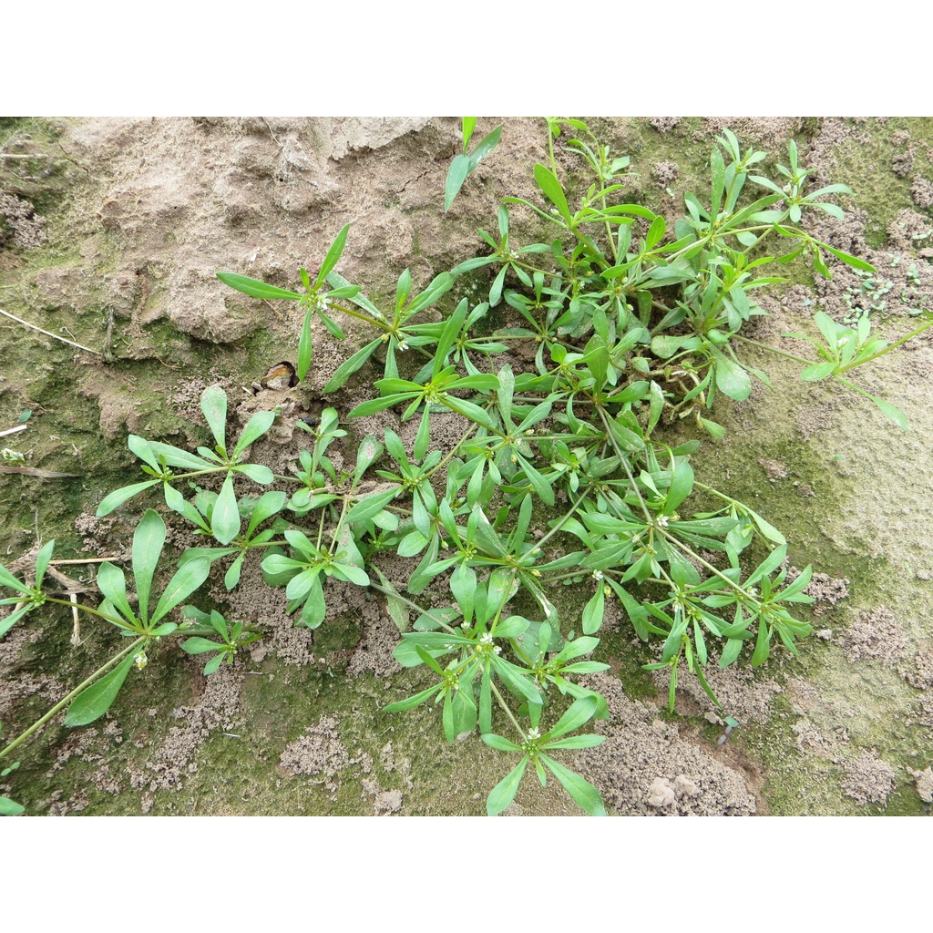 Hạt giống rau đắng đất KMS114 - 0.1gram