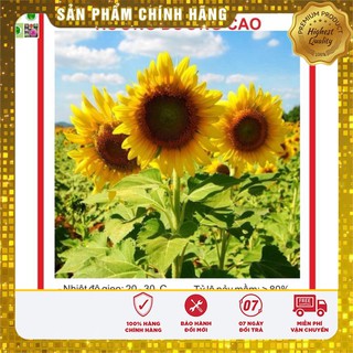 Hạt giống hoa hướng dương vàng 30 hạt