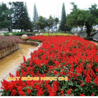 Hạt Giống Hoa Xác Pháo Đỏ - 50 Hạt