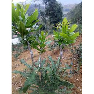 Cây giống Mắc Ca Ghép ( Giống chuẩn, siêu sớm ).