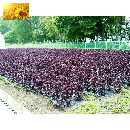 Hạt Giống Rau Tía Tô (2,5 Gr) - Dinh Dưỡng, Năng Suất Cao - MUA 3 TẶNG 1 CÙNG LOẠI