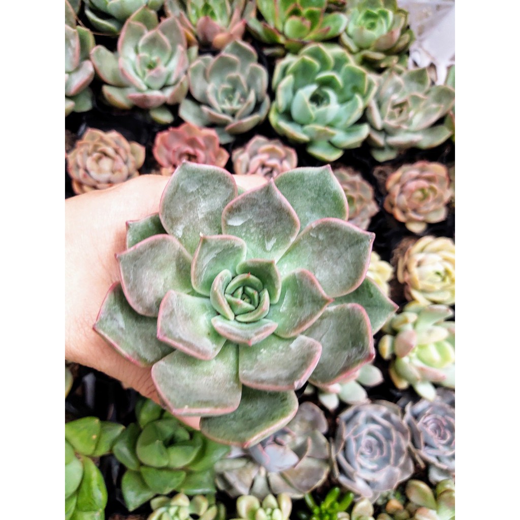 Sen đá Viền Tím cánh nhọn