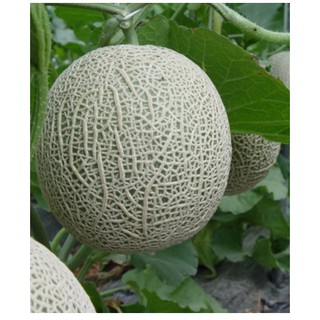 Hạt Giống Dưa lưới xanh 10 hạt