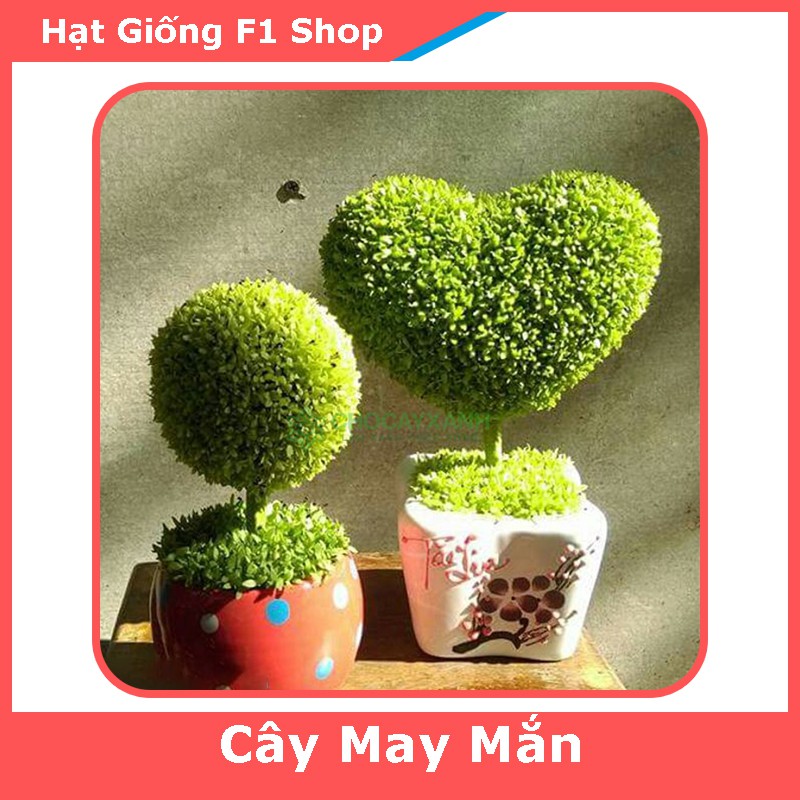 Hạt Giống Cây May Mắn (Cây Tài Lộc) Để Bàn (200H) (214.F1)