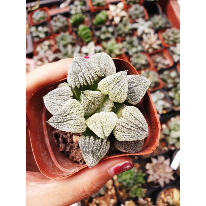 Haworthia Pygma