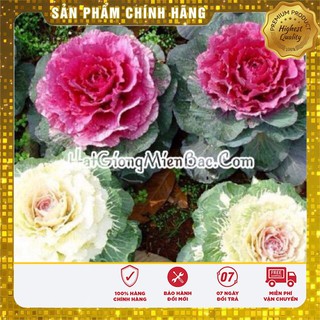 Hạt Giống Hoa Bắp Cải Cảnh - 20 hạt