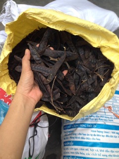 Nụ đuổi muỗi