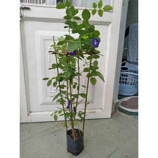 Cây hoa đậu biếc (freeship)