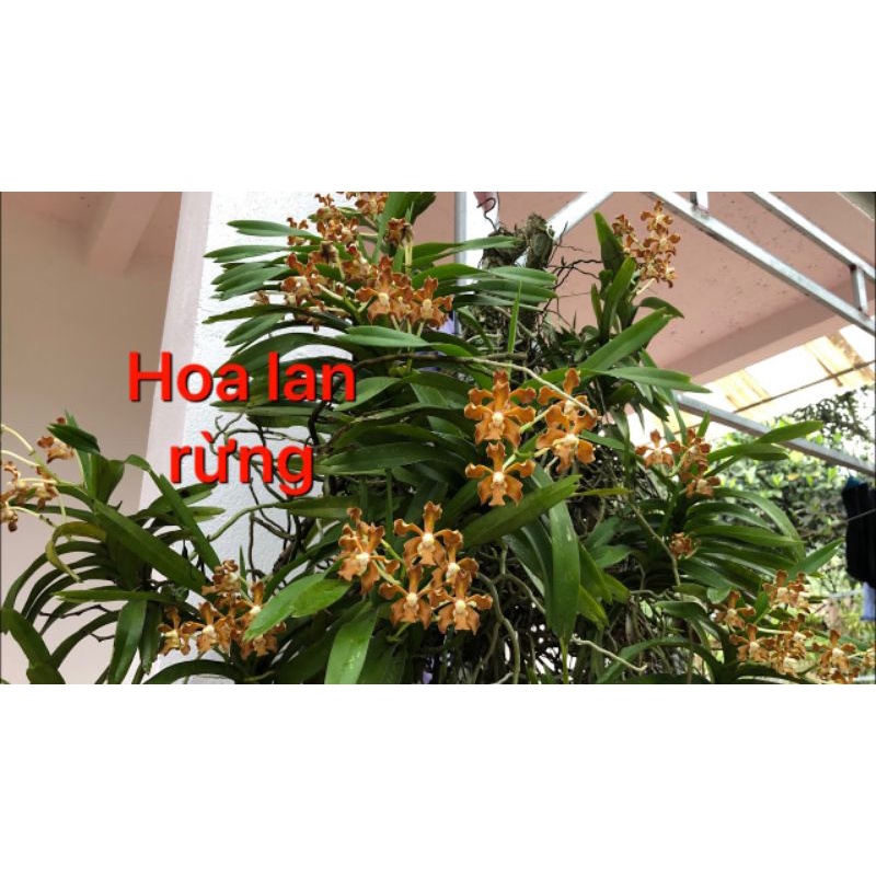 1 cây vanda nâu rừng