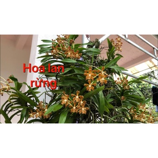 1 cây vanda nâu rừng