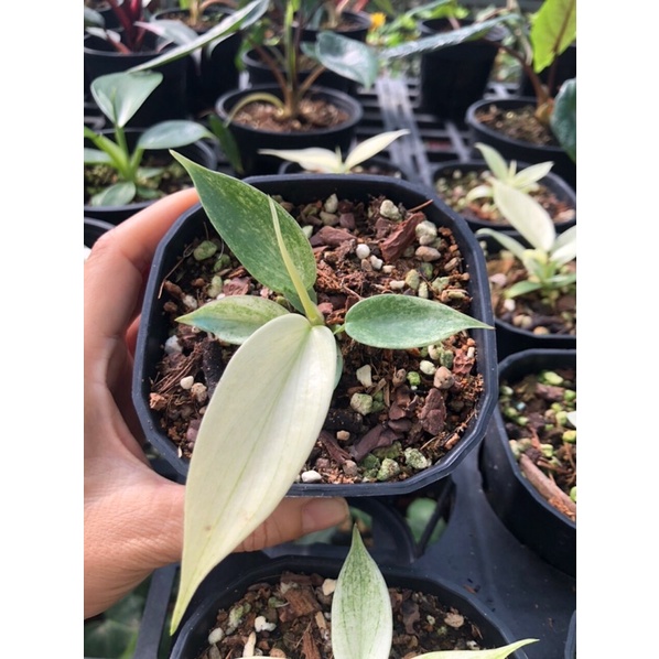 Philodendron Florida Ghost (Mint)