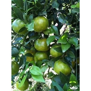 Cây Giống Quýt đường ( quýt ngọt)