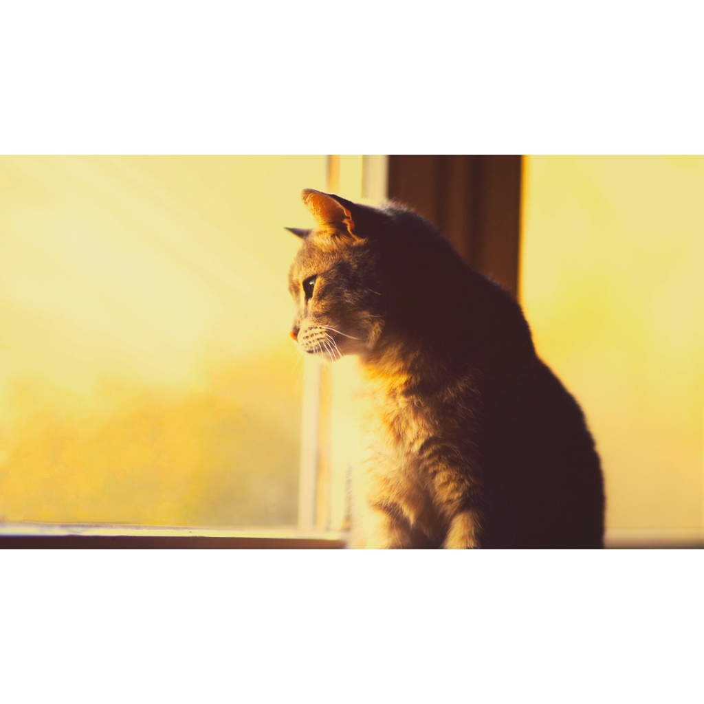 Ống kính máy ảnh Samyang 85mm f1.4 MF for 4/3  - HKGs