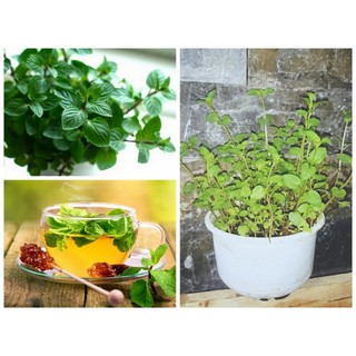 Hạt giống Bạc hà Socola