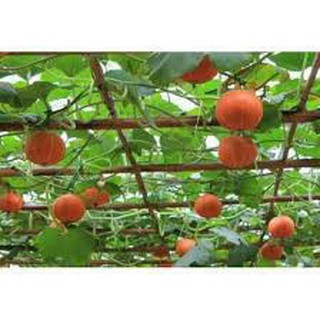 10 Hạt giống bi ngô đỏ mini