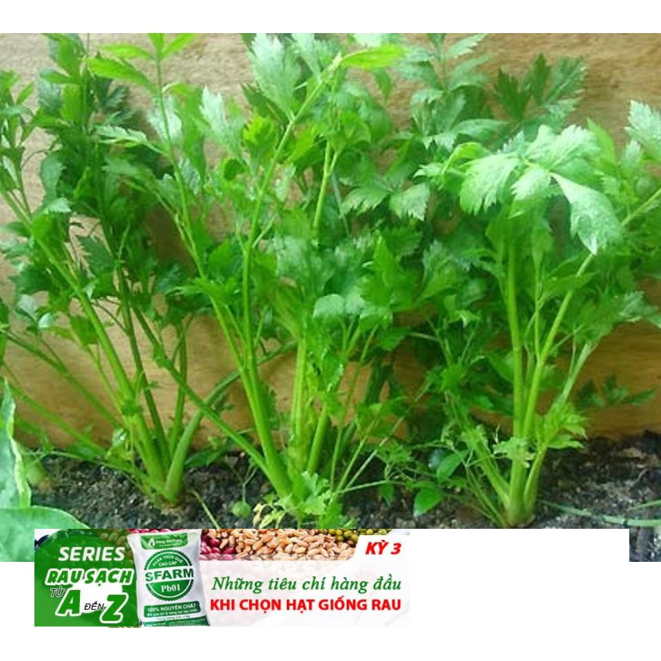 GÓI 200 HẠT GIỐNG CẦN TÂY
