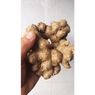 củ ngãi đen to tươi 1kg