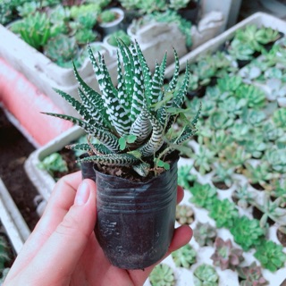 Cây Móng Rồng sọc trắng