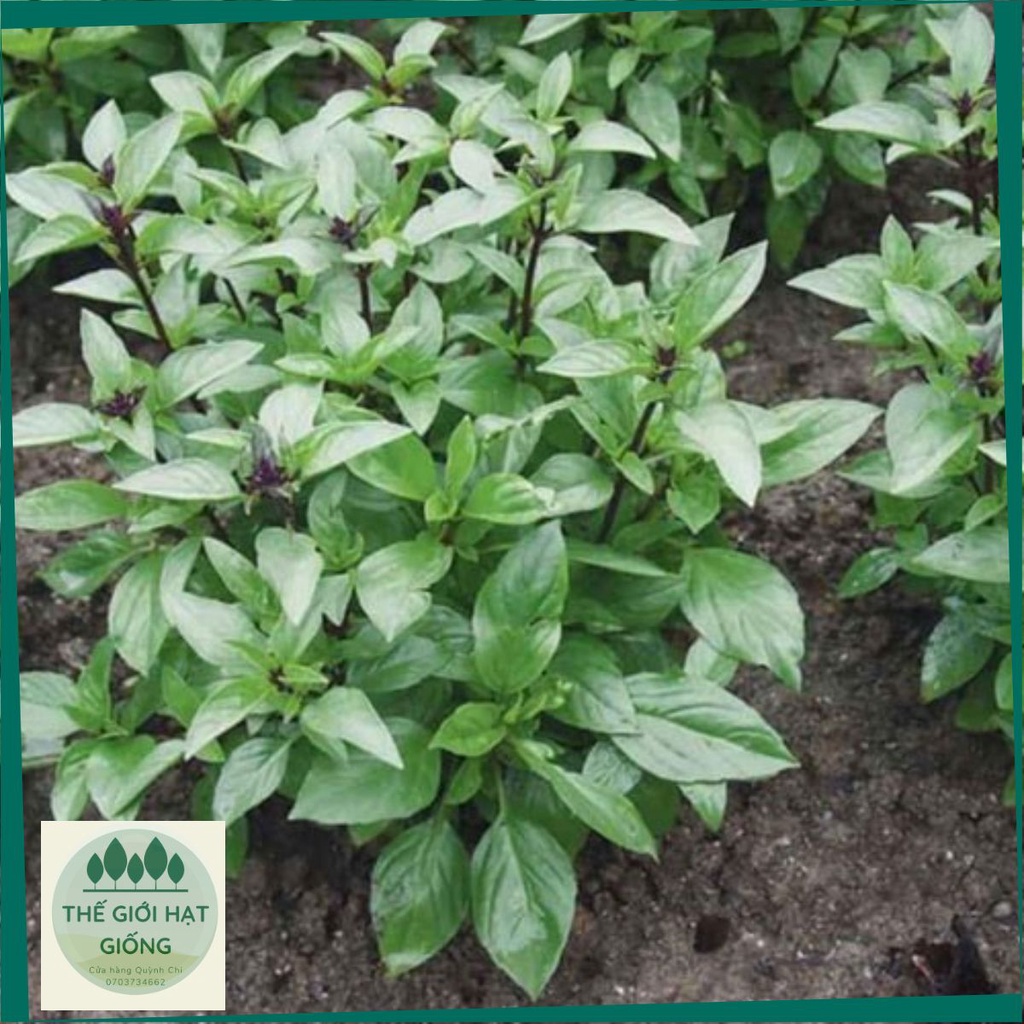 Hạt Giống Rau Húng Quế  JL34