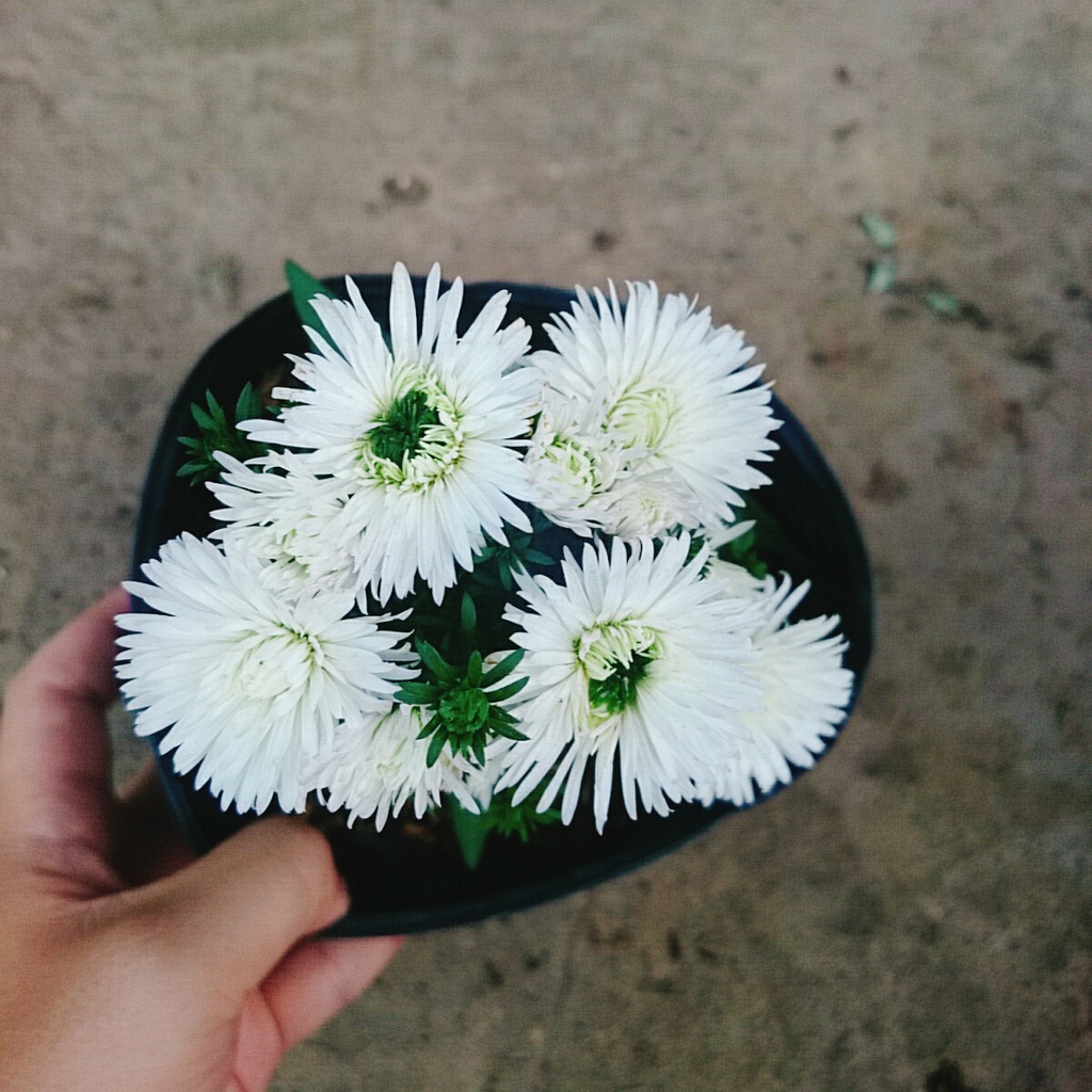 Cây Hoa Thạch Thảo  - cây cảnh để bàn - caykiengsadec
