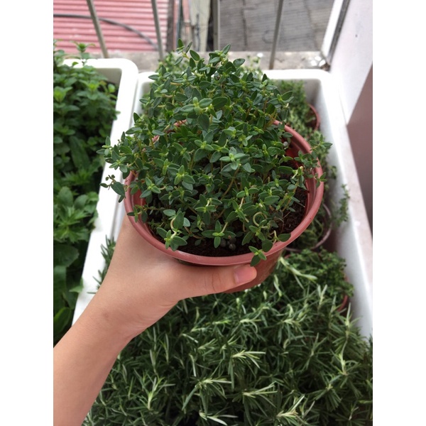 Cây xạ hương