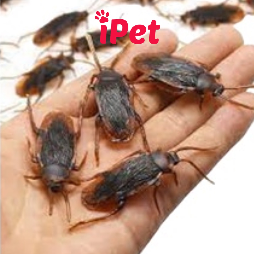 Con Gián Giả Đồ Chơi Cho Chó Mèo, Chơi Khăm - iPet Shop
