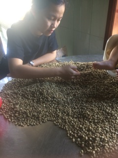 [FREESHIP 99K TOÀN QUỐC]Cà phê nhân robusta 1 kg ( chưa rang)