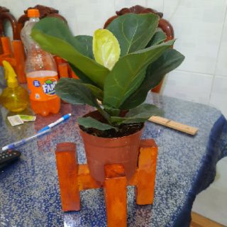 Cây Bàn Singapo mini