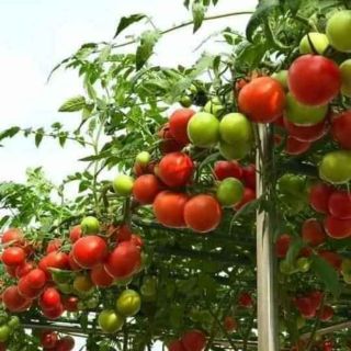 Hạt giống cà chua leo giàn