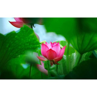 10 Hạt giống hoa sen Hồ tây (Hoa sen ta)