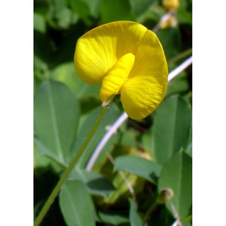 Gói 100 hạt giống cỏ lạc trường niên - lạc dại - cỏ đậu phộng lùn - cây lâu năm, dễ trồng - Trang Flowers