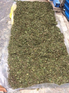 Chè vằng nghệ an