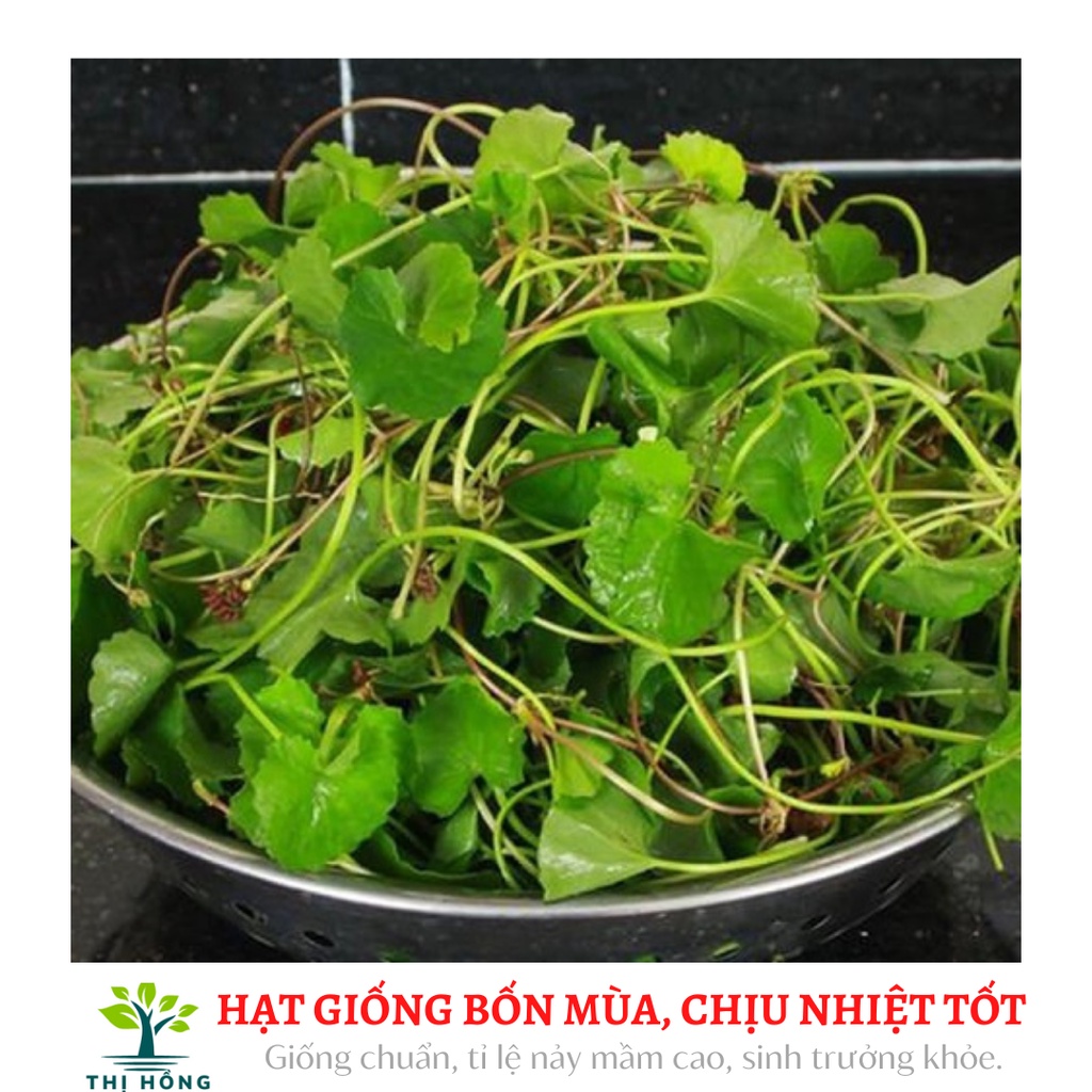 Hạt giống rau má lá nhỏ, thơm .