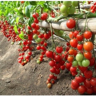 HẠT GIỐNG CÀ CHUA LEO GIÀN CÀ CHUA BẠCH TUỘC VÔ HẠN - GÓI HÃNG UY TÍN