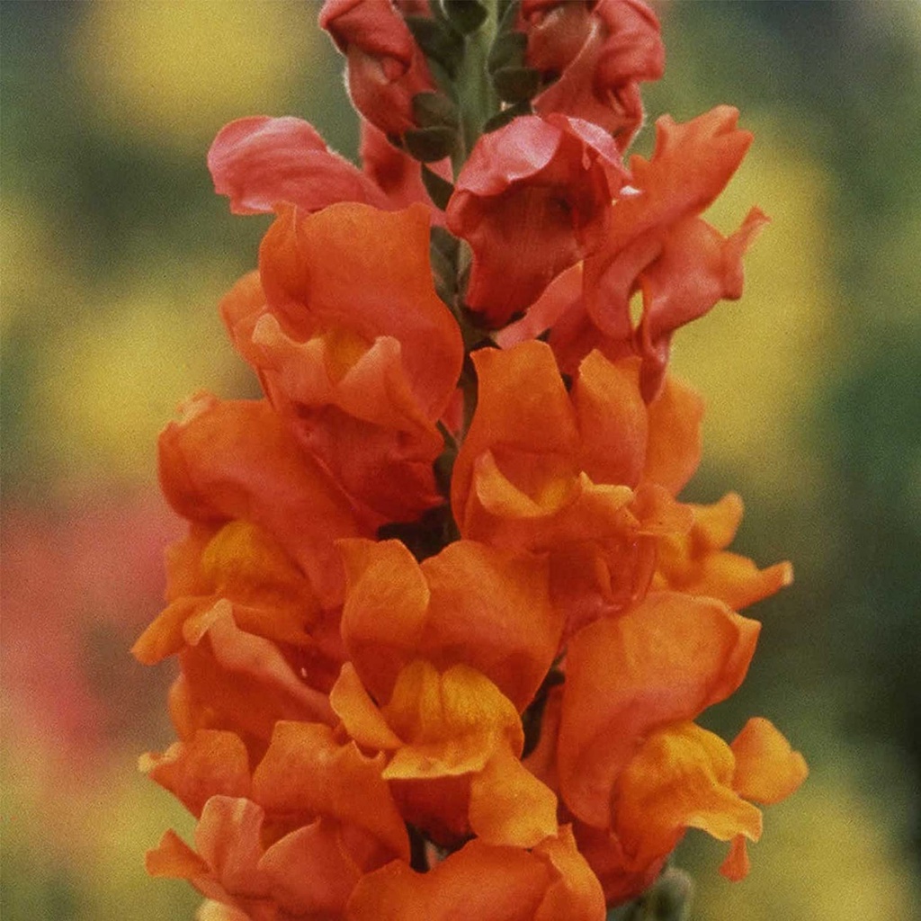 Hạt giống hoa Mãn Đỉnh Hồng Snapdragon - Dòng tên lửa F1 - Hoa trắng - Vườn hoa hàng năm - Hoa viền