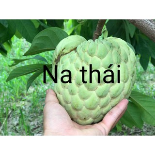 CÂY GIỐNG NA THÁI