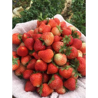 2/2 nhập mã FSS02FEB và mã FSS02FEB3 combo 5 cây giống dâu tây hana ( năng xuất cao)