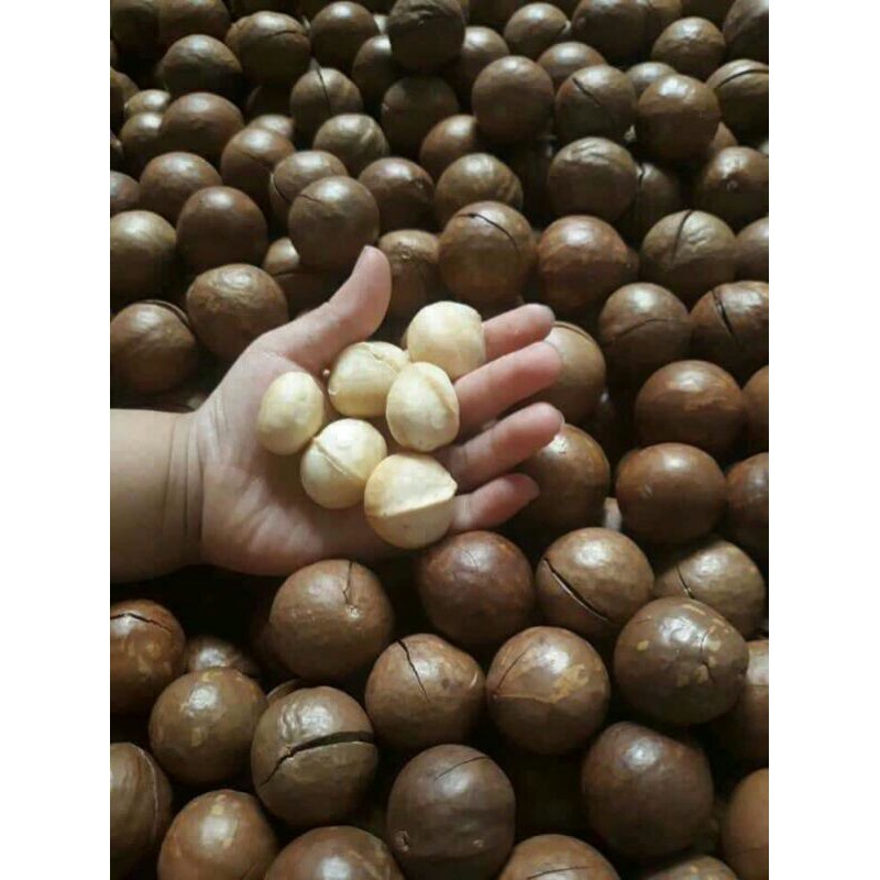 sỉ lẻ hạt mắc ca 500g - 1kg