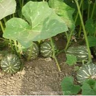 10 HẠT GIỐNG BÍ ĐỎ HẠT ĐẬU