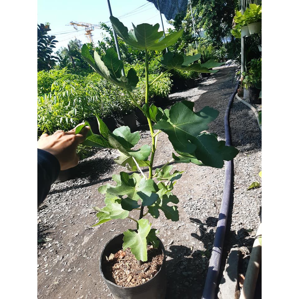 Cây sung mỹ cao hơn 50cm đang nhú trái quá đẹp