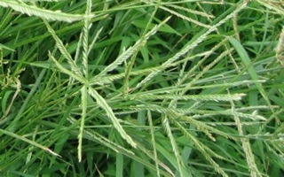 Cỏ mần trầu 1kg