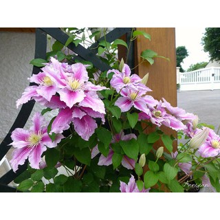 [củ giống] Củ hoa leo ông lão - Clematis uncinata