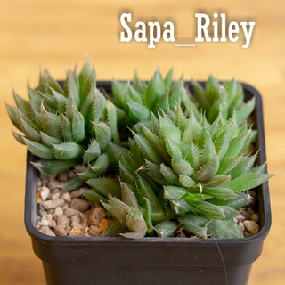 Sen đá kim cương - Haworthia Cooperi (hoặc Cooper's Haworthia) (bụi)