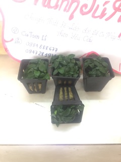Cây thủy sinh