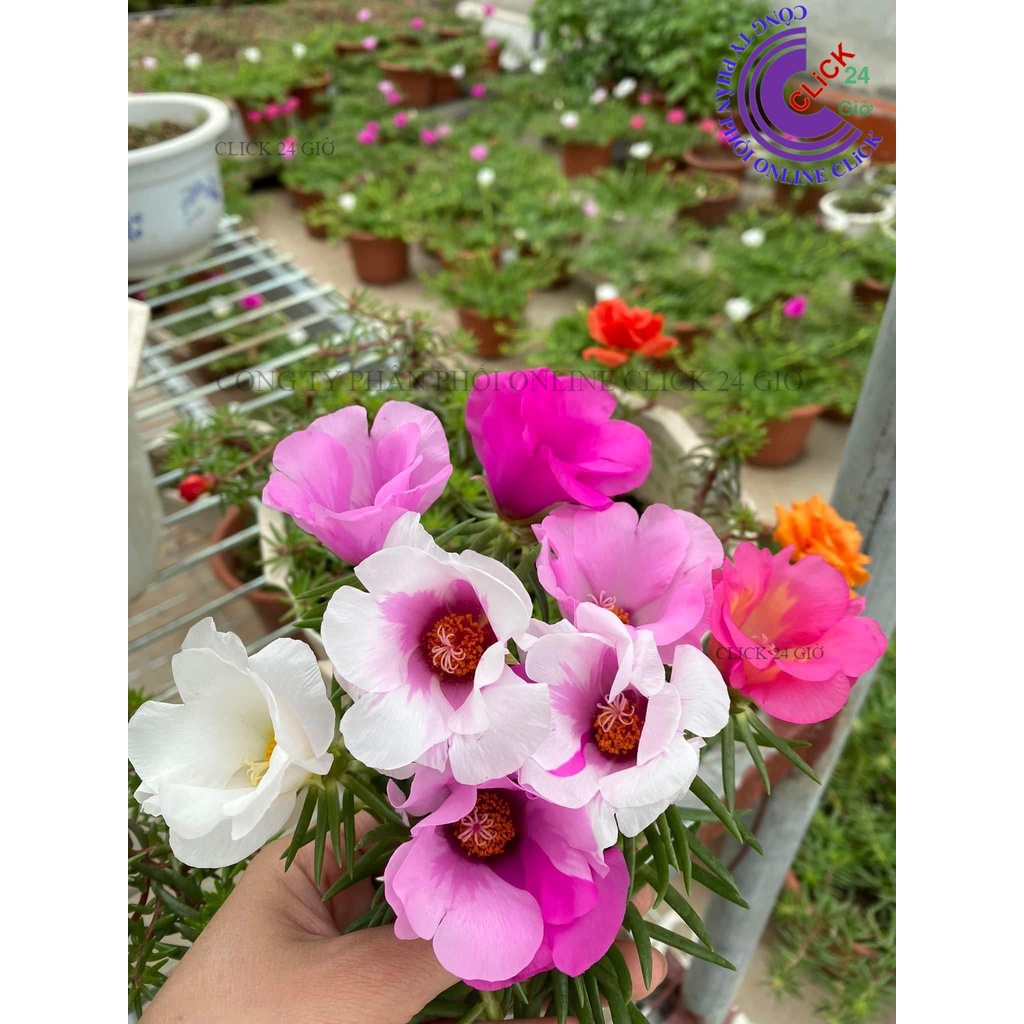 1 Ký Cành Giống Hoa Mười Giờ MỸ ĐƠN Hoa To Nở Cả Ngày Cành Tơ Siêu Khỏe  Siêu thị KM