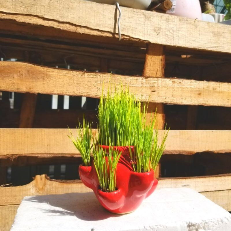 Cây Lúa non tặng kèm chậu sứ cao cấp size 10x10